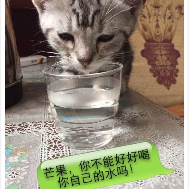 奈良高等科学技術研究科经济学文凭证书